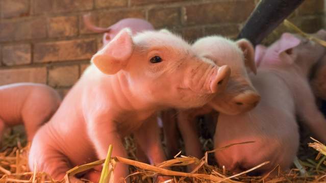 Piglets at Standalone Farm in Letchworth 