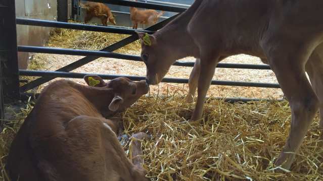Cows at White Post Farm Centre in Farnsfield