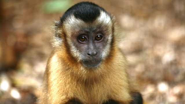 Monkey at Wild Futures Monkey Sanctuary in Looe