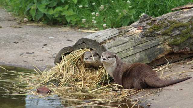Otters at Camperdown Wildlife Centre in Dundee