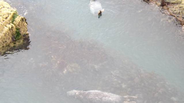 Seals swimming at Cardigan Island Coastal Farm Park