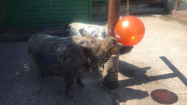 Pigs at Pettitts Adventure Park in Reedham
