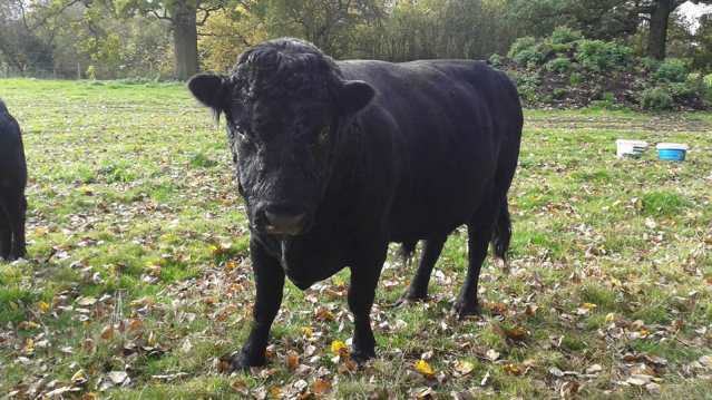 Cow at Umberslade Farm Park in Solihull