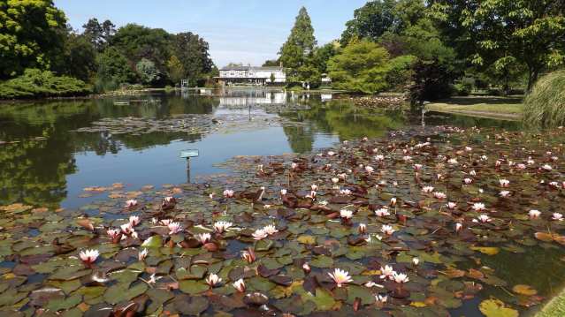 Lilies on pond at Burnby Hall Gardens in Pocklington