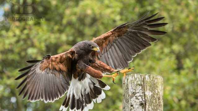 Hawk at World of Wings in Cambernauld