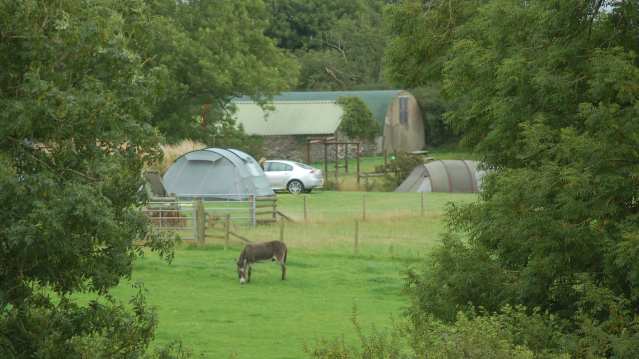 Donkey at Dyfed Shire Horse Farm in Eglwyswrw