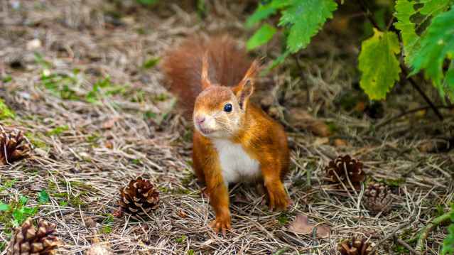 Red squirrel at Formby Nature Reserve