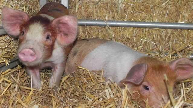 Piglets at Boydells Dairy Farm in Braintree