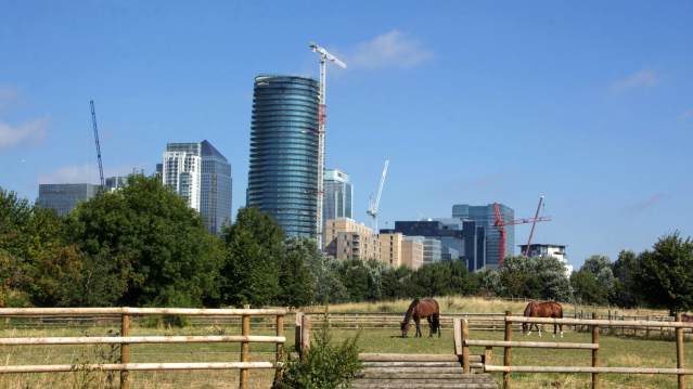 Horses at Mudchute Park and Farm in Isle of Dogs