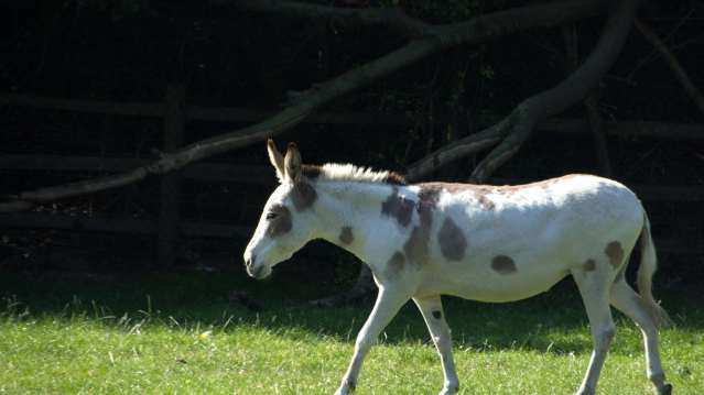 Donkey at Mudchute Park and Farm in Isle of Dogs