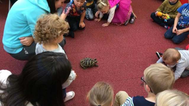 Kids looking at turtle at Wigfield Farm in Barnsley