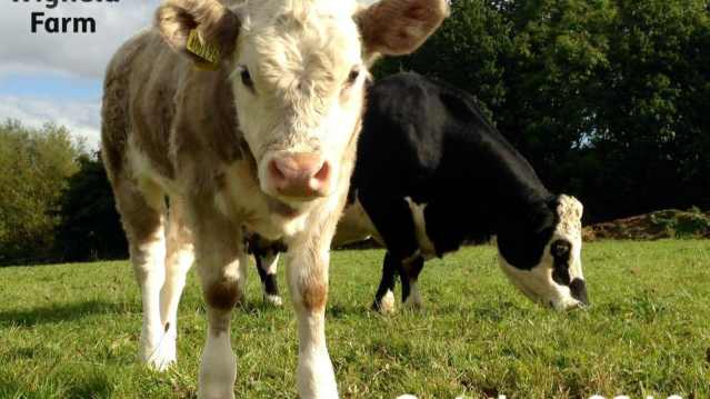 Cows at Wigfield Farm in Barnsley