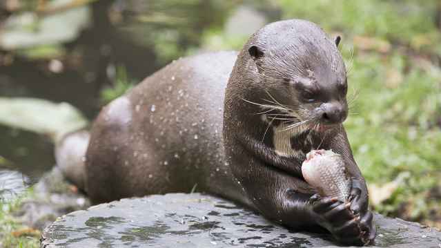 Otter at The New Forest Wildlife Park in Southampton
