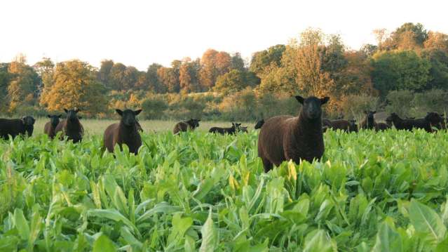 Sheep at Church Farm in Stevenage