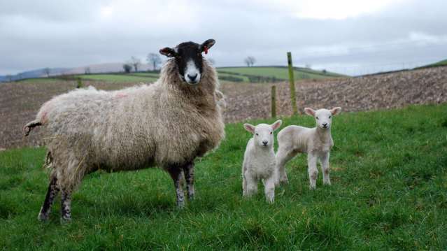 Sheeps at Lakeland Maze and Farm Park in Kendal