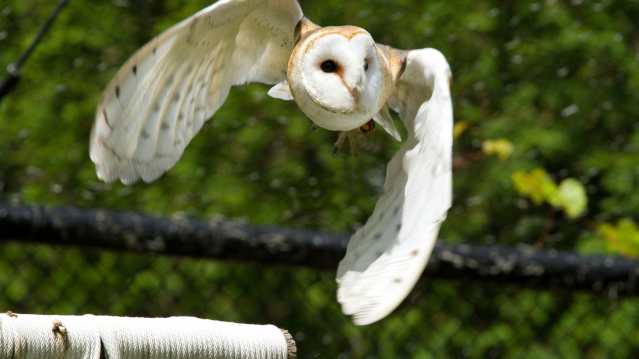 Owl at Birds of Prey Centre in Wilstead