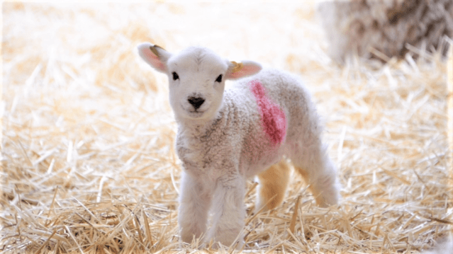 A lamb at Odds Farm Park in High Wycombe