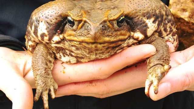 Toad at Woodside Wildlife and Falconry Park in Lincoln