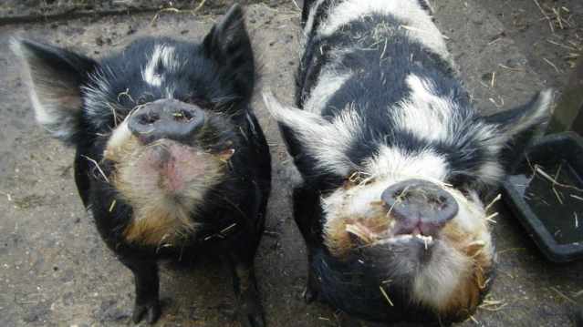 Some pigs at Spitalfields City Farm