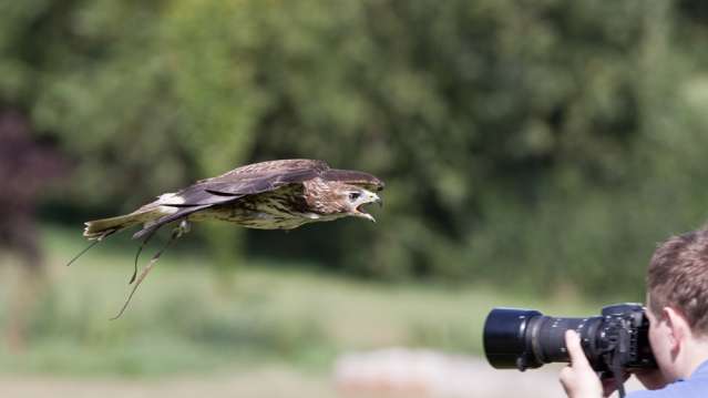 National Centre for Birds of Prey - Featured Image - 2