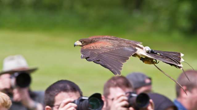 National Centre for Birds of Prey - Featured Image - 7