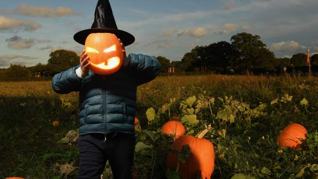Picking Patch Fordingbridge - Featured Image - 2