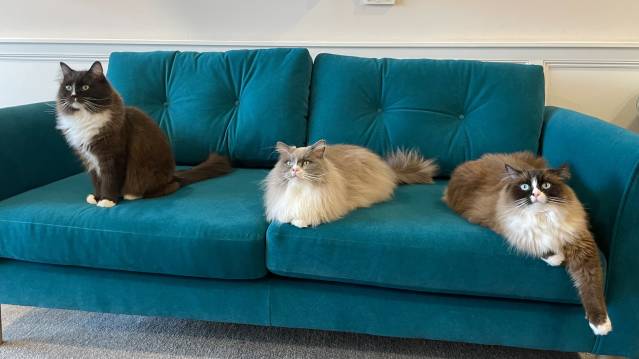 Cat Cafe Liverpool - Featured Image - 2