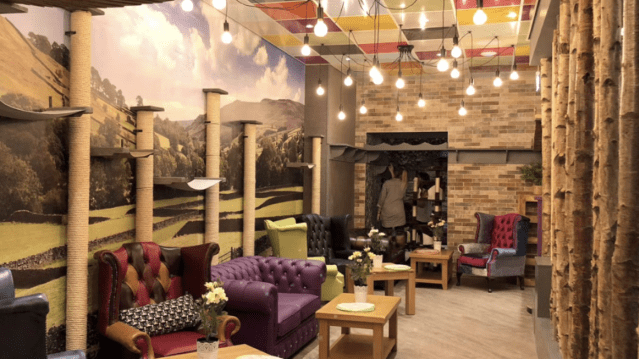 Kitty Cafe Leeds - Featured Image - 3