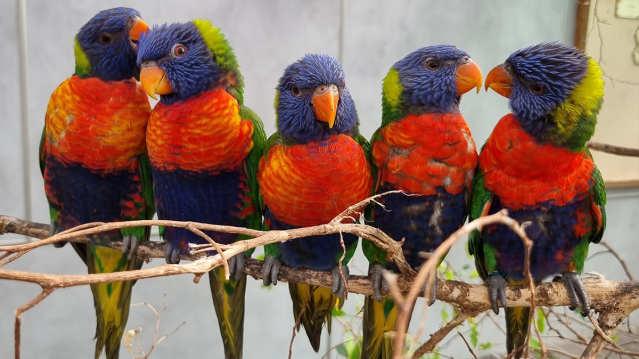 Colchester Zoo - Featured Image - 2