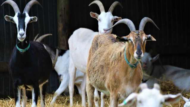 Ferne Animal Sanctuary - Featured Image - 4