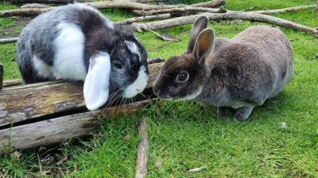 Ferne Animal Sanctuary - Featured Image - 8