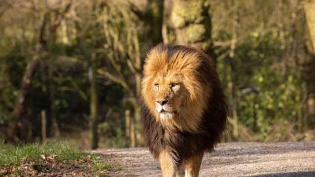 Knowsley Safari Park - Featured Image - 2