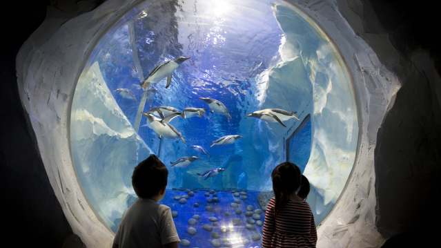 SEA LIFE Birmingham - Featured Image - 2