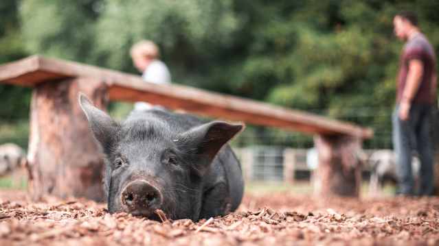 Kew Little Pigs - Featured Image - 4