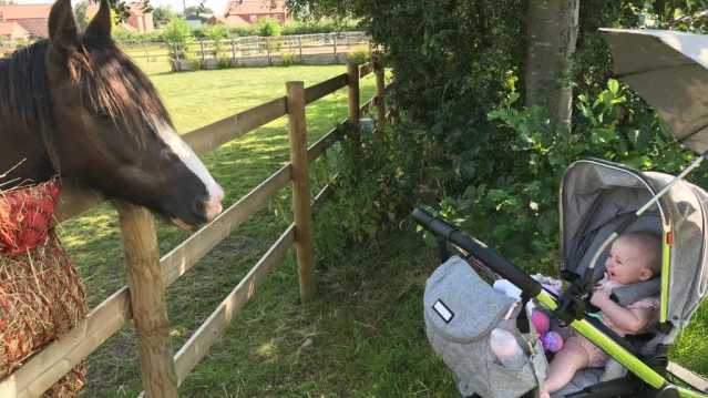 Bransby Horses - Featured Image - 1