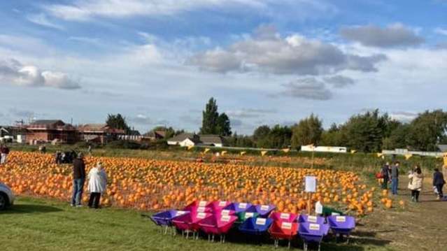 Tyrrells Farm Pick Your Own Pumpkins - Featured Image - 1
