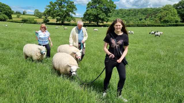 Somerset Sheep Trekking - Featured Image - 2