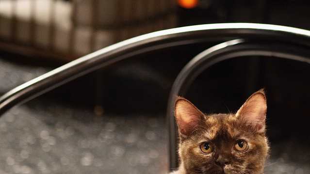 Java Whiskers - Featured Image - 2