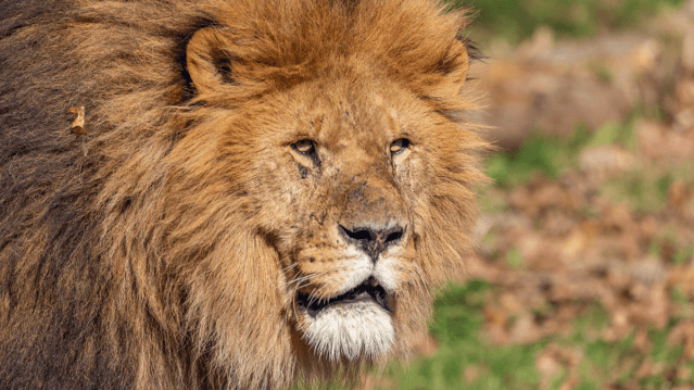 Paignton Zoo - Featured Image - 1