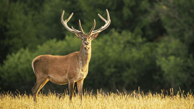 Great Wedlock Farm and Deer Park - Featured Image - 1