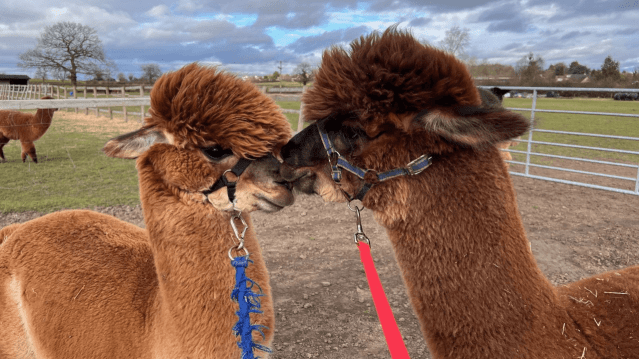 CLARY MEADOWS ALPACAS - Featured Image - 7