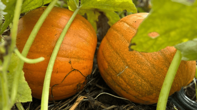 Pumpkin Picking at Walby Farm Park - Featured Image - 1