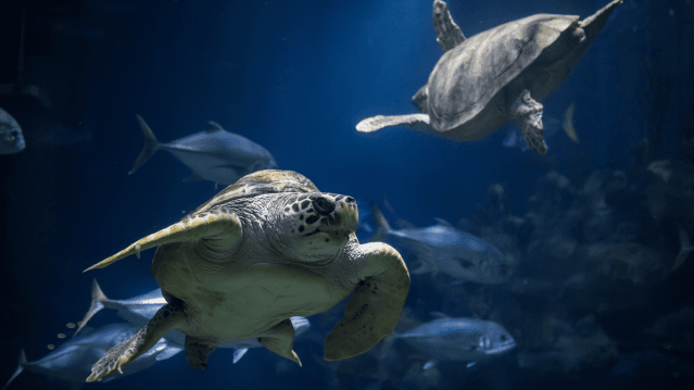 The Deep - Featured Image - 4