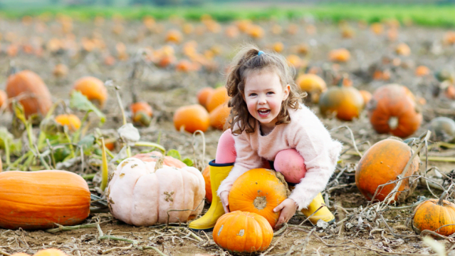 Cobbs Farm Pumpkins - Featured Image - 1