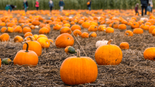 The Pumpkin Patch East Bergholt - Featured Image - 2