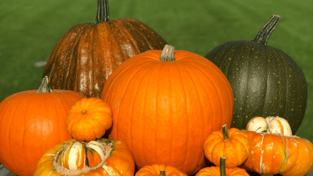 Cairnie Fruit Farm Pumpkin Patch - Featured Image - 2