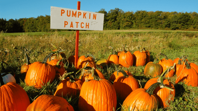 Laganvale Farm Pumpkin Days - Featured Image - 1
