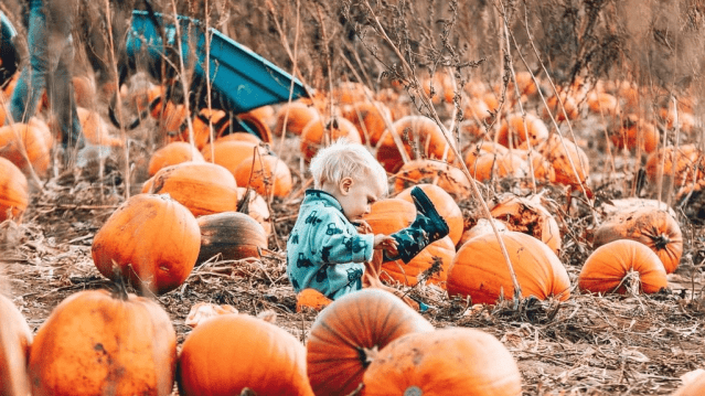 Pumpkin Picking at Heather Cattows PYO Fruit Farm - Featured Image - 1