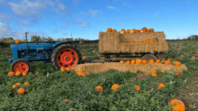 Pumpkin Picking at Redhouse Farm - Featured Image - 1