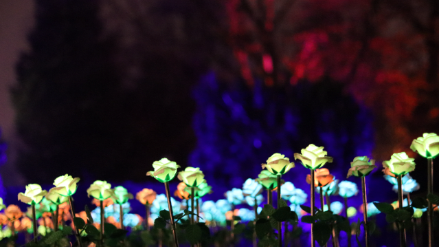 Enchanted Gardens Light Trail - Featured Image - 9